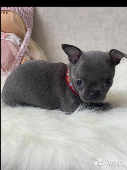 Голубая Чихуашечка в резерве, есть другие