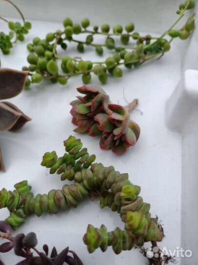 Суккуленты набор