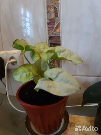 Сингониум розовый пинк неон