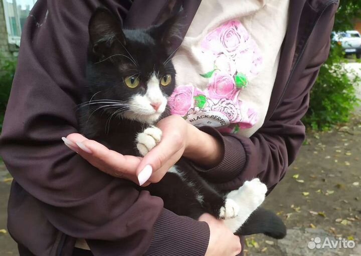 Кот в дар бесплатно
