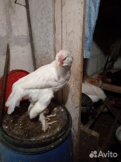 Петухи разные