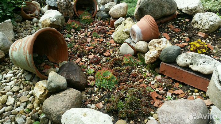 Молодило(каменная роза)