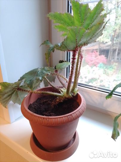 Бегония клещевинолистная