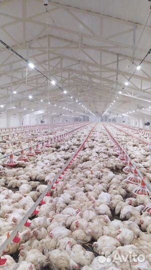 Куры бройлеры живым весом