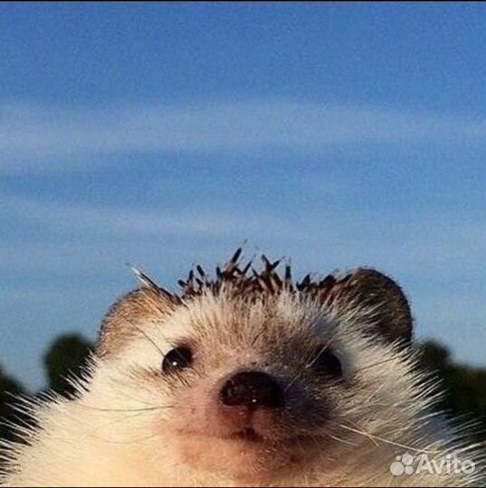 Африканский ежик