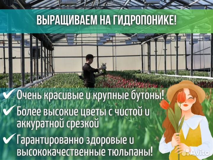 Тюльпаны оптом от производителя