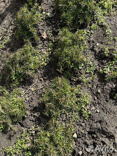 Флокс шиловидный