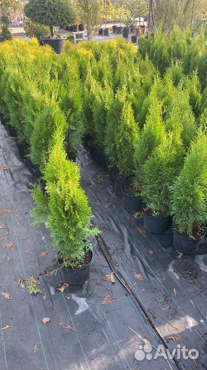 Туя Смарагд 70-90 см из питомника