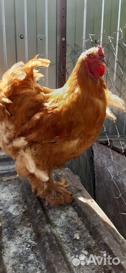 Петухи брама