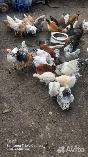 Куры,цыплята