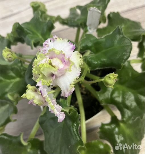 Фиалка листочки