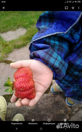 Саженцы земляники крупноподной (клубники)