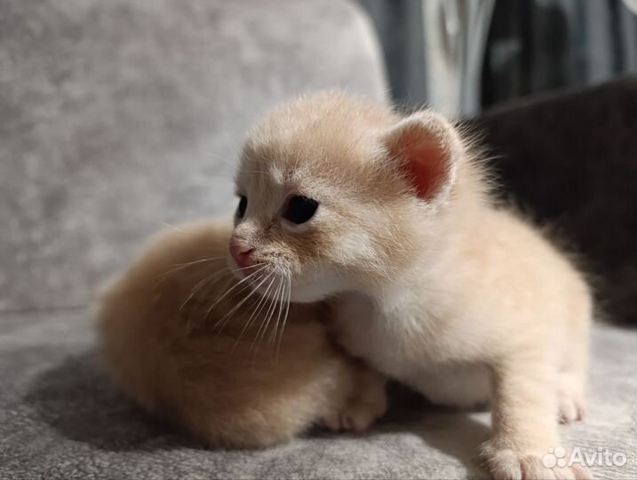 Котята