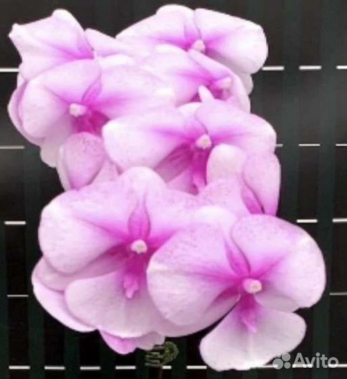 Орхидея Bride биглип