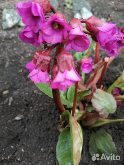 Многолетние цветы