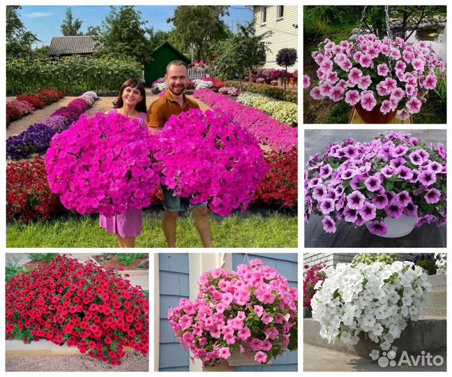 Огромные петунии