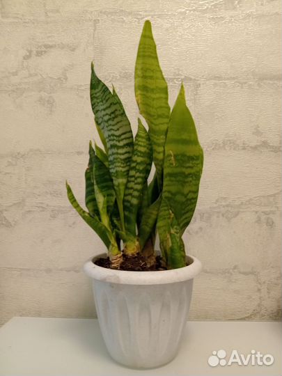 Сансевиерия щучий хвост разные