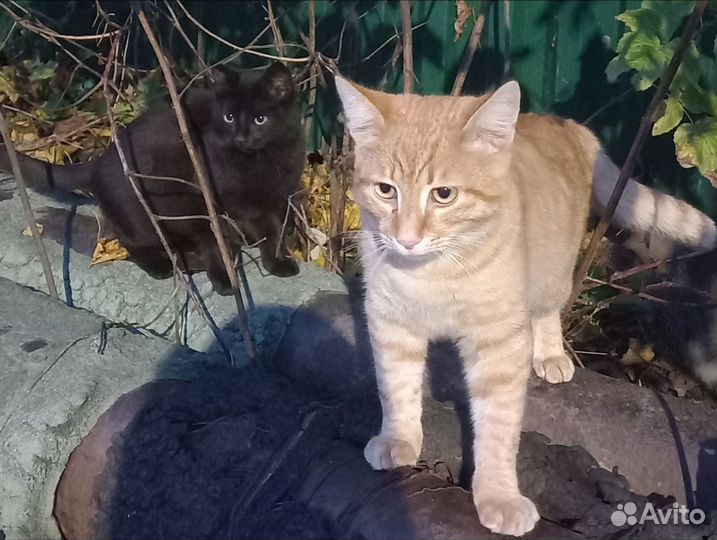 Котенок,кошка,кот