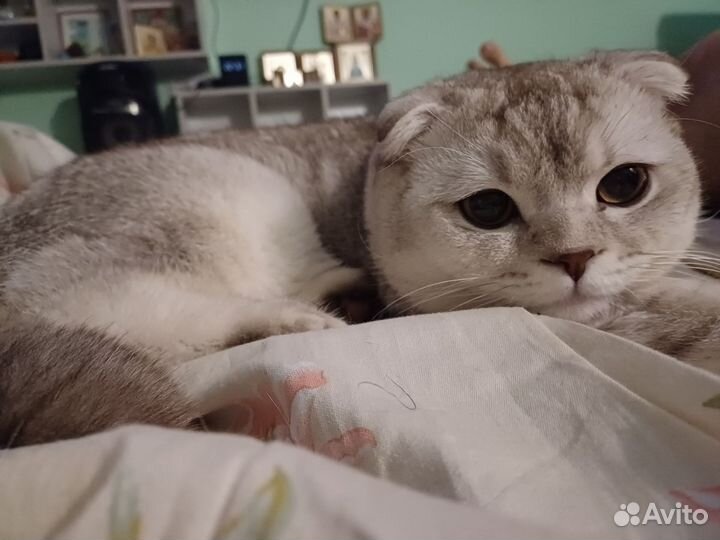 Шотландский кот вязка