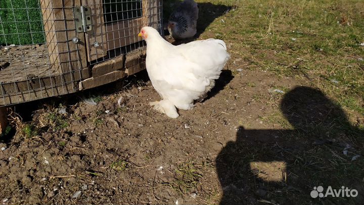 Декоративные карликовые куры