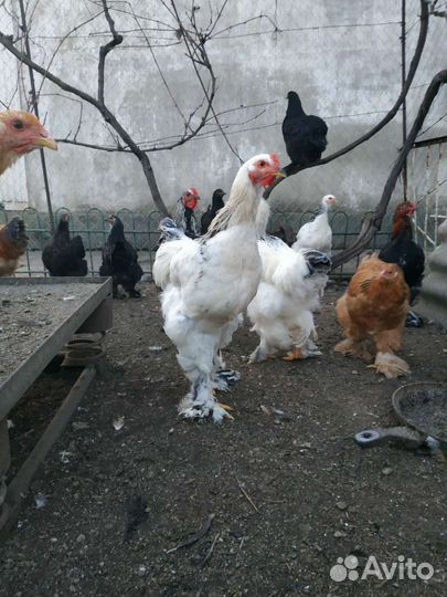 Цыплята брама