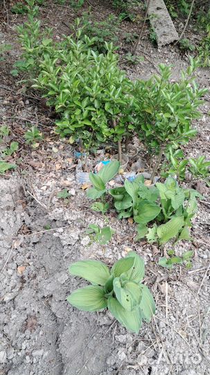 Уличные растения цветы