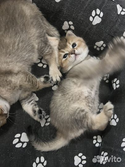 Британский котенок