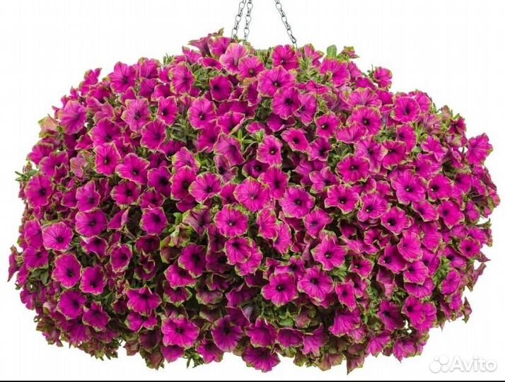 Черенки вегетативных цветов