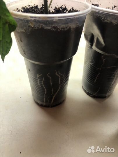 Рассада перца