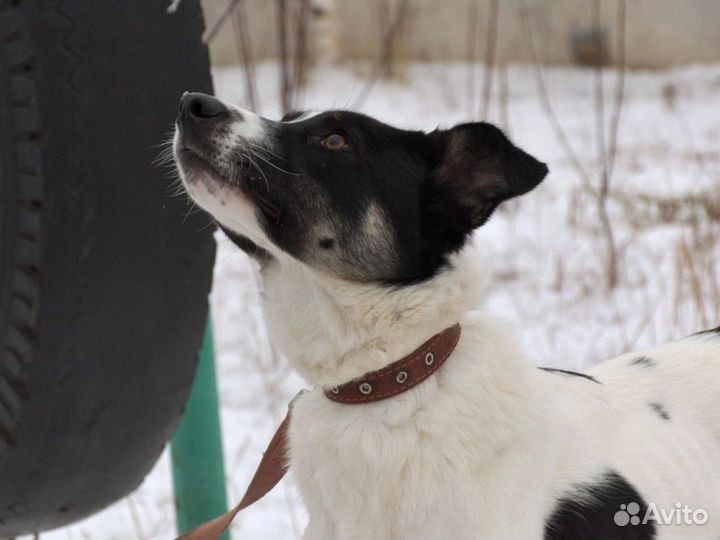 Белый Джоник, чёрные ушки.Ищет добрый дом.Джоник