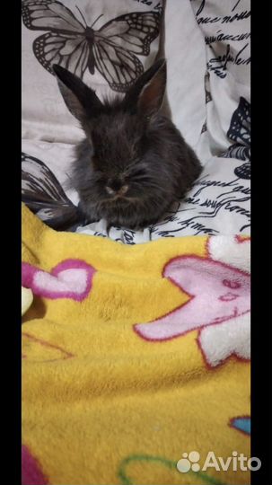 Кролик