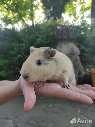 Морские свинки