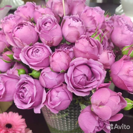 Розы разные сорта