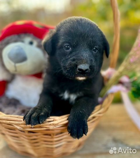 Щенок бесплатно