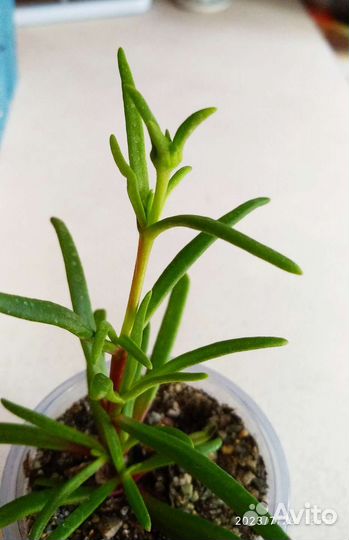 Редкий цветущий суккулент Местоклема