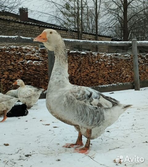 Гуси на племя Крупные