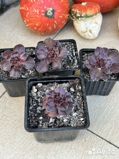 Эониум псевдотарелковидный