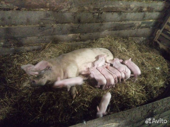 Поросенок помесь