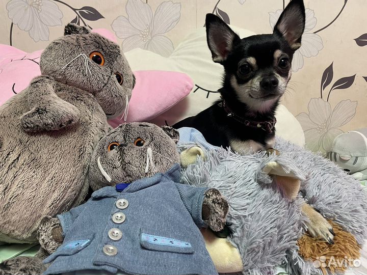 Чихуахуа мини