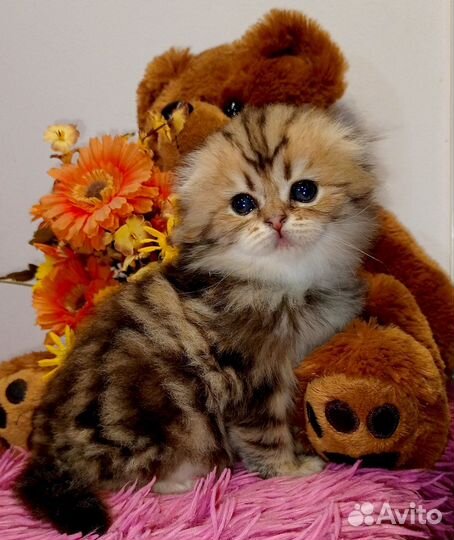 Шотландская девочка