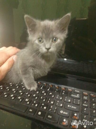 Продам кошечку