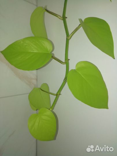 Сциндапсус эпипремнум