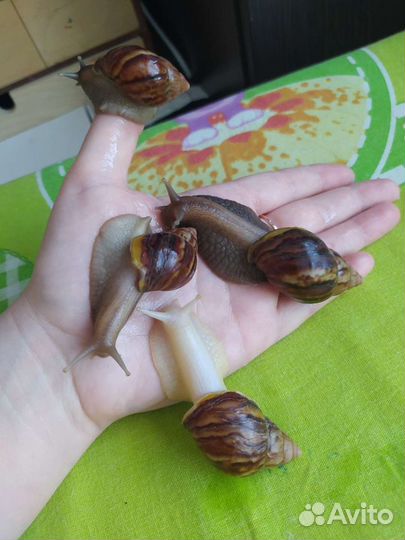Улитки ахатины, бесплатно