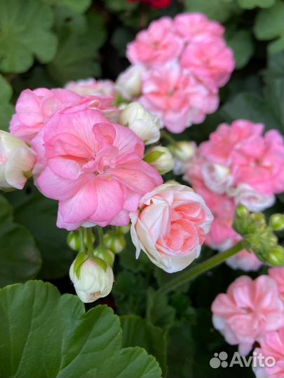 Пеларгония герань