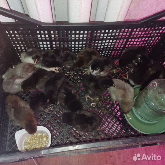 Цыплята несушки подрощенные