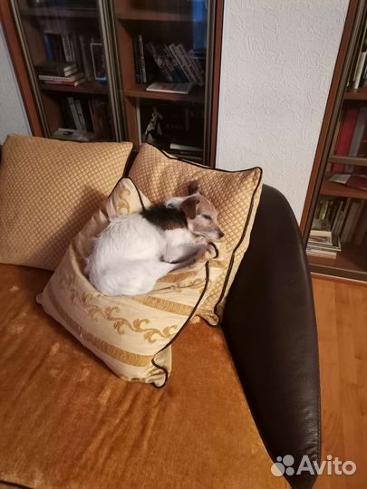 Передержка собак любых пород