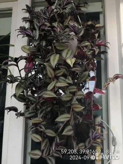 Традесканция зебрина