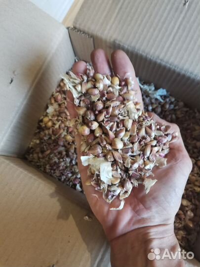 Семена элитного российского чеснока