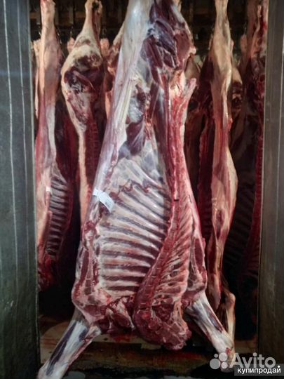 Забой скота