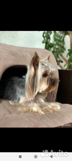 Мягкий домик для собаки + автолюлька